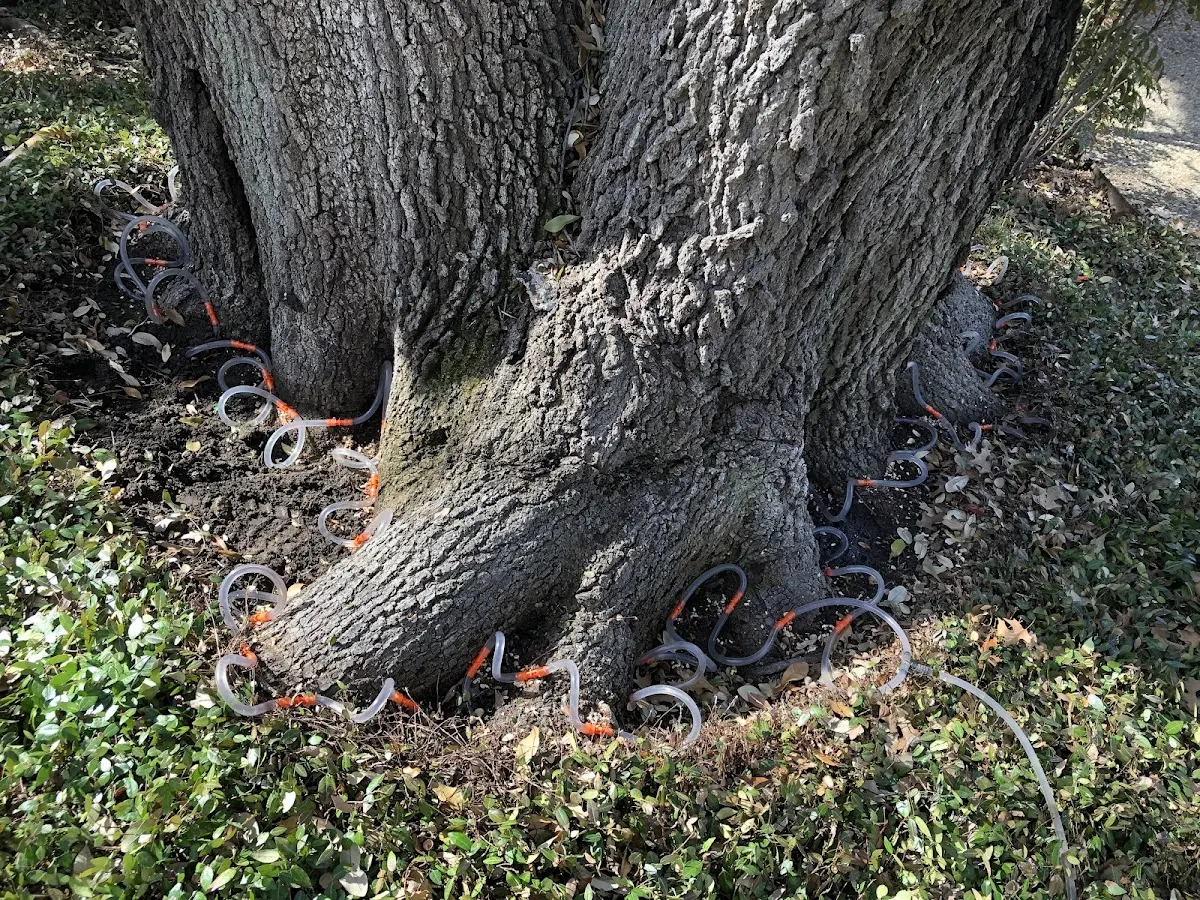 Detailed Tree Cabling and Bracing job site in Michie