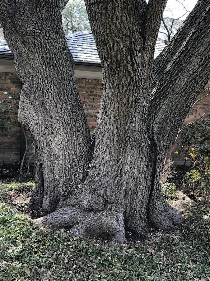 Mature heritage tree close to a Michie property cared for by certified arborists